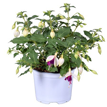 Fuchsia Bella Georgia