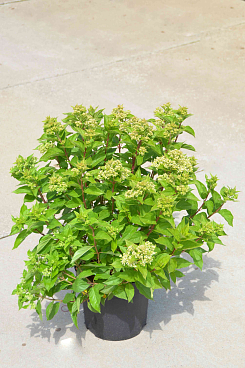 Гортензия метельчатая Литтл Лайм