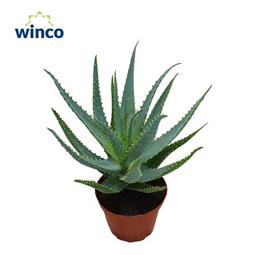 Aloe Arborescens