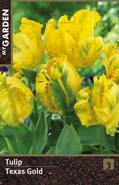 Тюльпан попугайный Тексэс Голд
