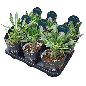 Pachypodium Densiflorum Potcover