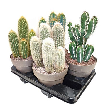 Cactus Mix Column