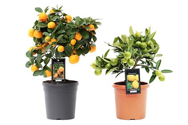 Citrus Mix (2 Sorts)