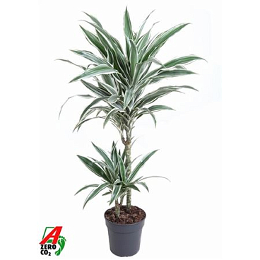 Drac White Stripe 45-15