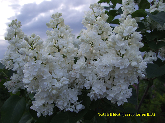 Сирень обыкновенная Катенька