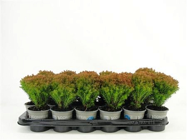 Thuja Occ Anniek