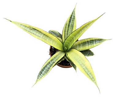 Sansevieria Gabriella Aurea