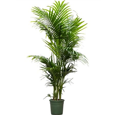 Howea Forsteriana 9pp