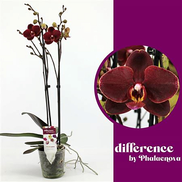 Phal 2st Ola 14+ (phalaenova)