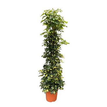 Schefflera Arb Gold Capella