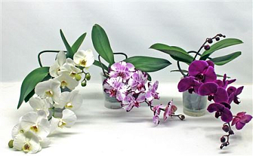 Phal 1st Table Budget Mix 8+ (phalaenova)
