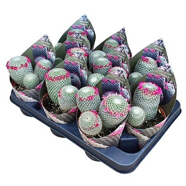 Hildewintera Aureispina Potcover