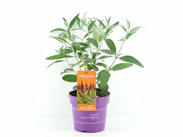 Buddleja Dav Funky Fuchsia