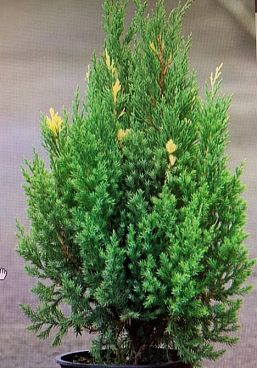 Можжевельник китайский Стрикта Вариегата