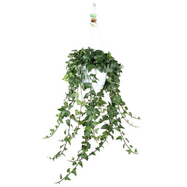 Hedera Mein Herz