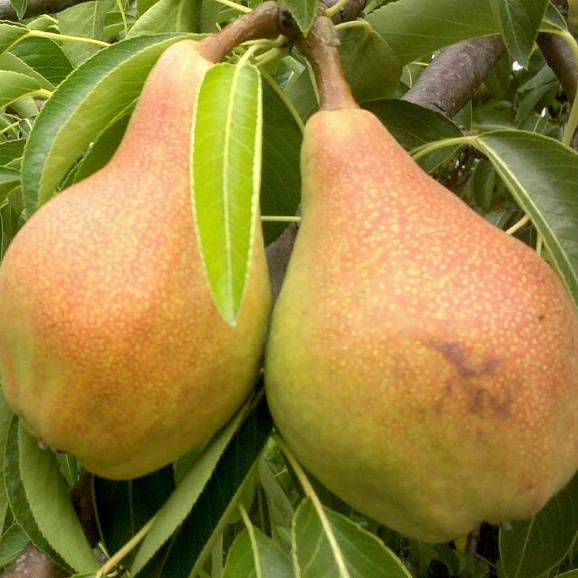 Груша обыкновенная Лада в тубе