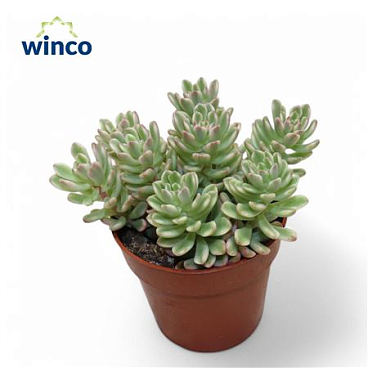 Sedum Rubrotinctum Variagata