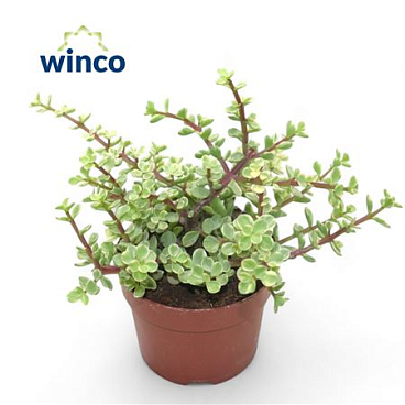 Crassula Afra Variegata