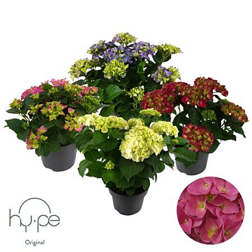 Hydrangea Ma Mophead Mix 7+ (hy-pe)