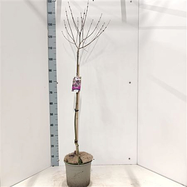 Syringa Mey Palibin On Stem