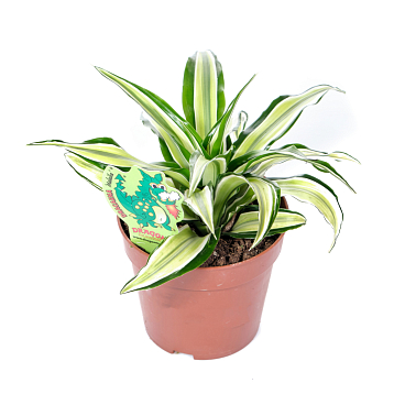 Драцена фрагранс Малайка