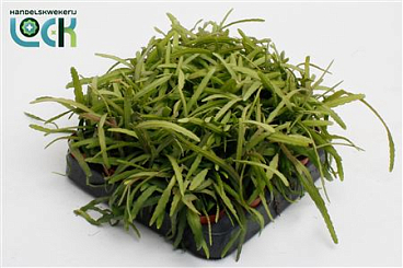 Lepismium Bolivianen