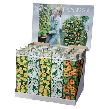 Thunbergia Mix