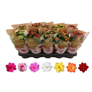 Каланхое Росалина микс