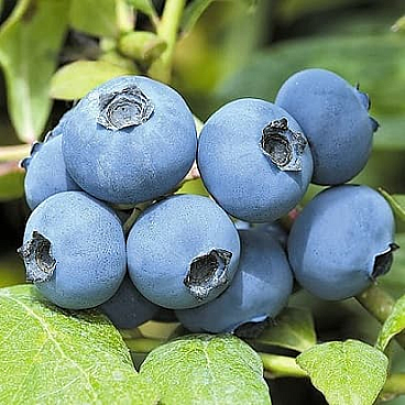 Голубика высокорослая Хьюрон