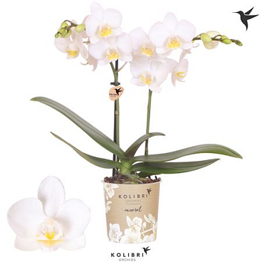 Phal 2st Norway 22+ (ok)