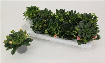 Lewisia Mountain Dreams Mix.