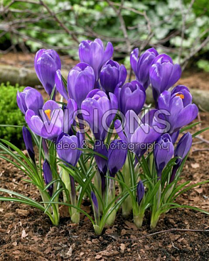 Крокус крупноцветковый Ремембранс