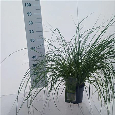 Pennisetum Alopecuroides
