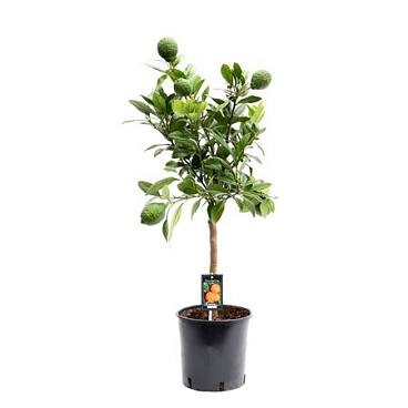 Citrus Red Lemon On Stem