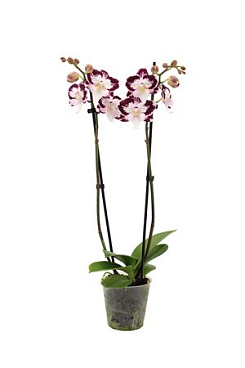Phal 2st Lilo 16+ (vg)