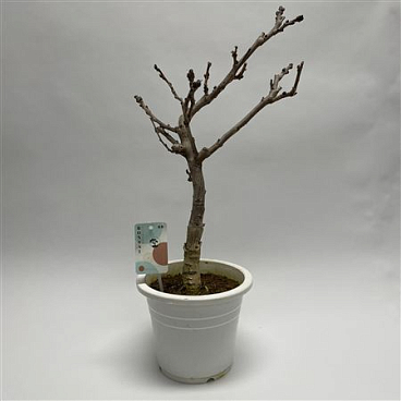 Bonsai Wisteria