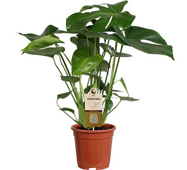 Monstera Deliciosa 7pp