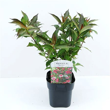 Weigela Minuet