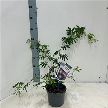 Calliandra Surinamensis Tweedii