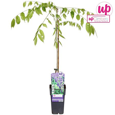 Wisteria Sin Prolific