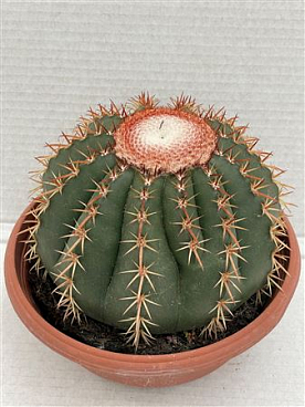Melocactus Brevispinus Bowl