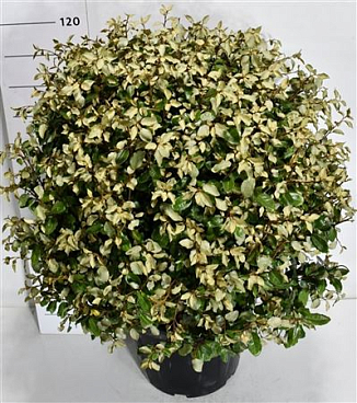 Elaeagnus Ebb Compacta