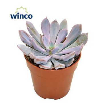 Graptoveria Lilac Spoons