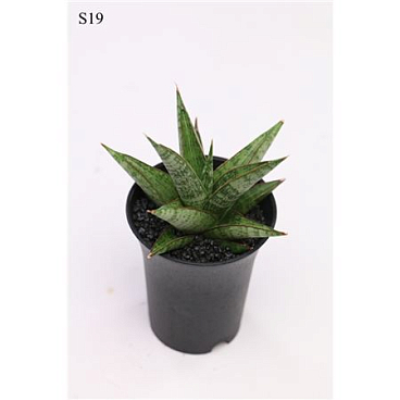Sansevieria Comet Canoe