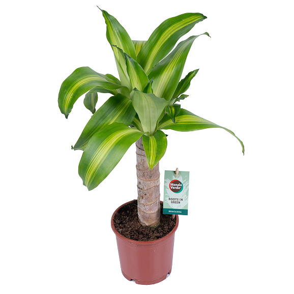 Драцена фрагранс Массанжеана