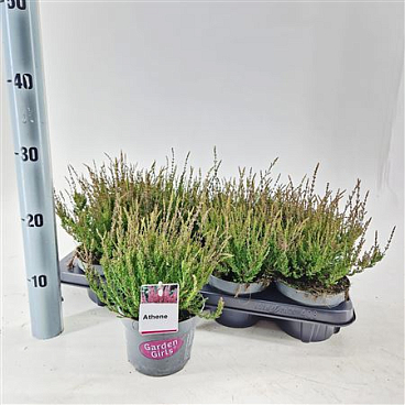 Calluna Gg Athene