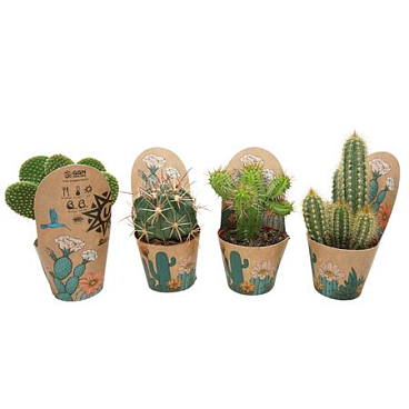 Cactus Mix Pot Cover