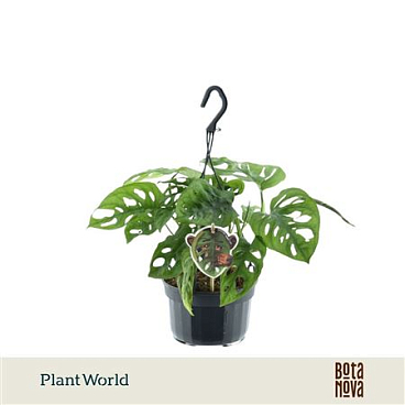 Monstera Obliqua Monkey Leaf Hangpot
