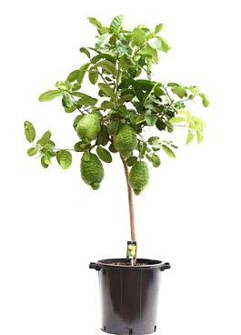 Citrus Maxima On Stem