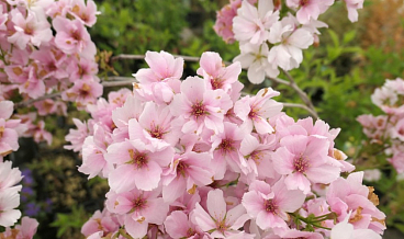 Вишня мелкопильчатая Аманогава